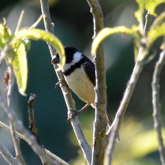 Sporophila torqueola
