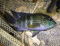 Platinum Acara photo 1
