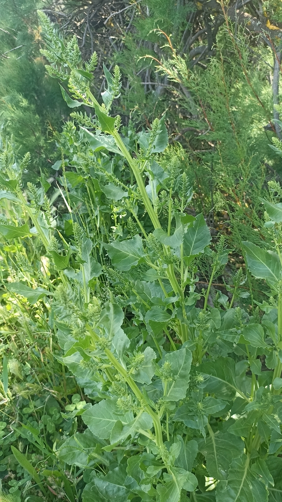 Beta vulgaris
