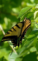 Papilio multicaudata