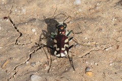 Cicindela fulgida