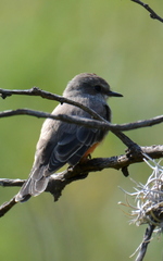 Pyrocephalus rubinus