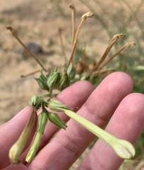 Nicotiana