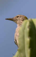 Melanerpes aurifrons
