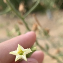 Nicotiana