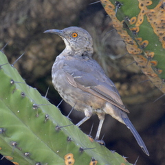 Toxostoma curvirostre
