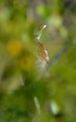 Turdus rufopalliatus