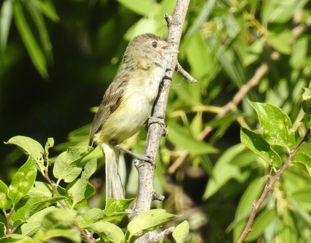 Texas Vireo