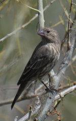 Haemorhous mexicanus