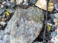 Vespula sulphurea