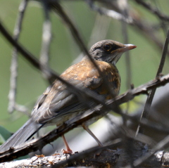 Turdus rufopalliatus