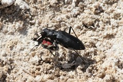 Cicindela obsoleta