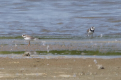 Common Ringed Plover, Twisk, Netherlands, photo 6 of 10
