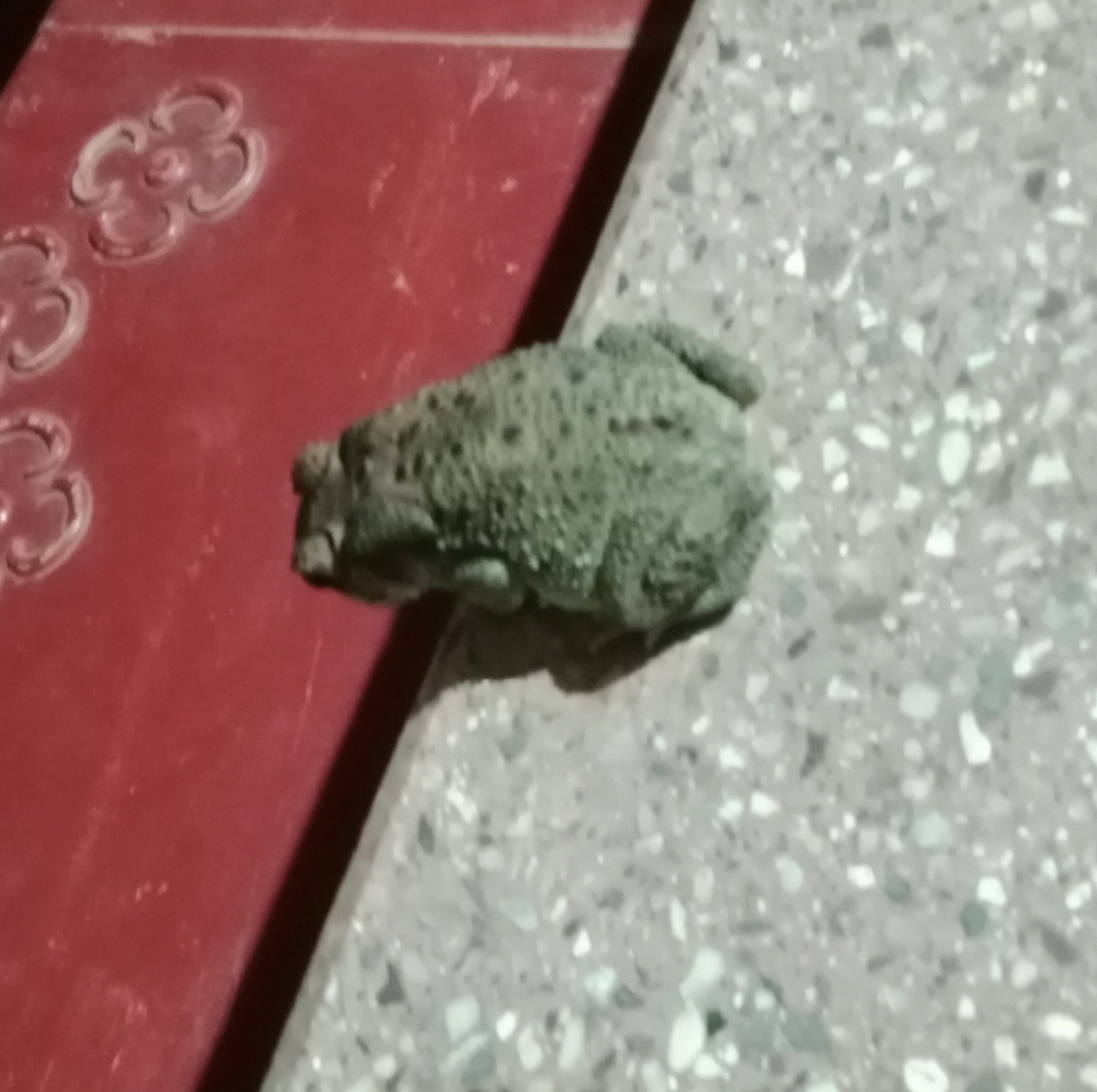 Indian Common True Toad