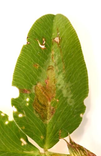 Micrurapteryx occulta photo 3