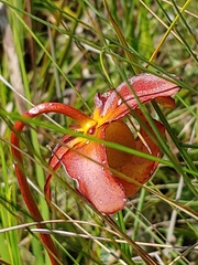 Sarracenia