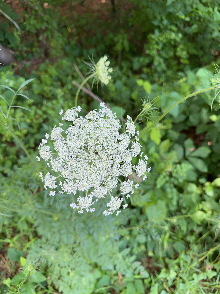 Daucus carota
