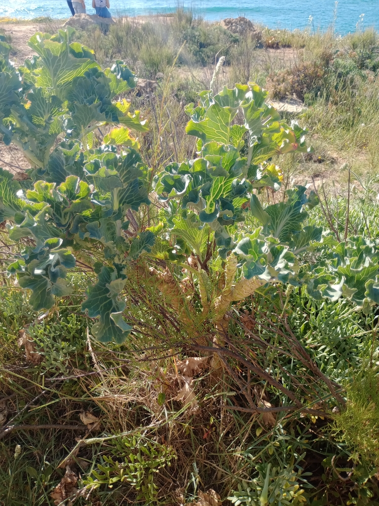 Brassica oleracea