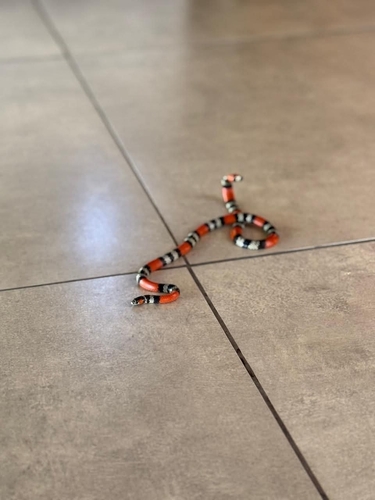 Diana's Coralsnake