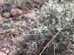 Aloysia gratissima
