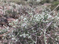 Aloysia gratissima