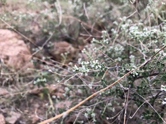 Aloysia gratissima
