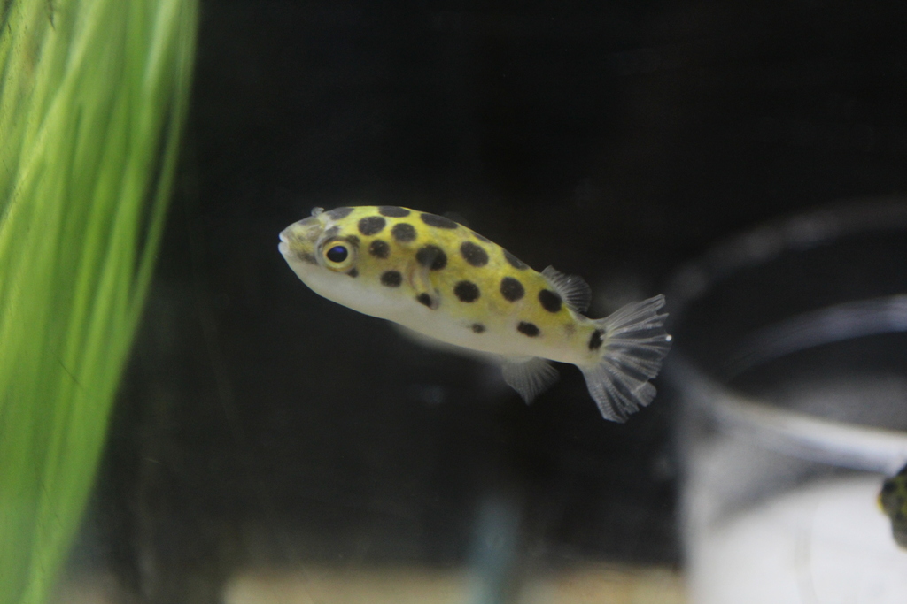 Green Freshwater Pufferfishes