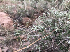 Aloysia gratissima