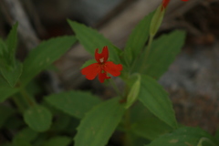 Erythranthe verbenacea