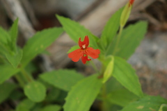 Erythranthe verbenacea
