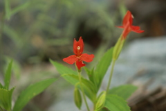 Erythranthe verbenacea