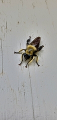 Laphria affinis