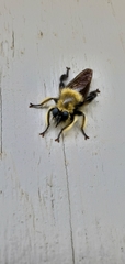 Laphria affinis