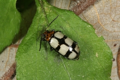 Image of Disonycha trifasciata
