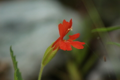 Erythranthe verbenacea