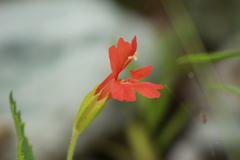 Erythranthe verbenacea