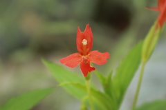 Erythranthe verbenacea