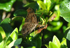 Polygonia interrogationis