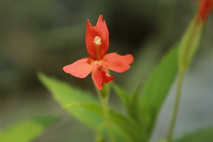 Erythranthe verbenacea