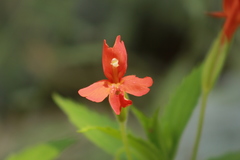 Erythranthe verbenacea