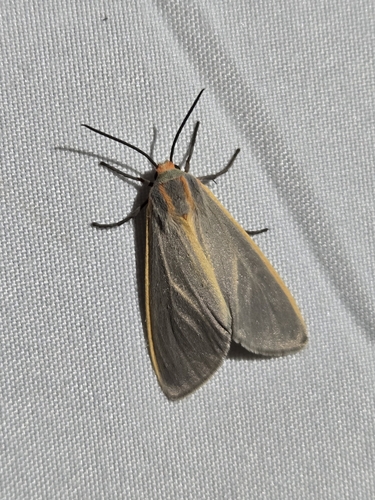 Yellow-edged Tussock Moth photo 4