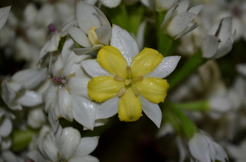 Pentaphragma grandiflorum observed 2011-07-20