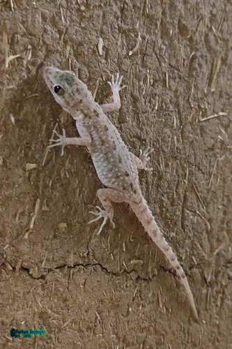 Keeled Rock Gecko