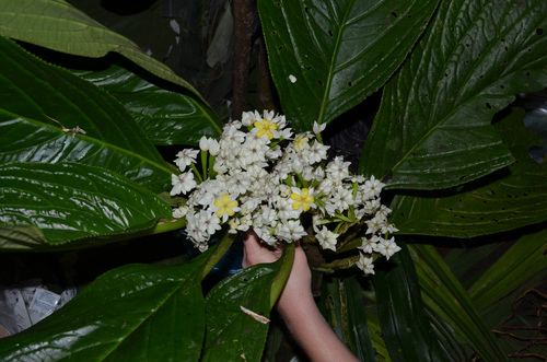 Pentaphragma grandiflorum observed 2011-07-20