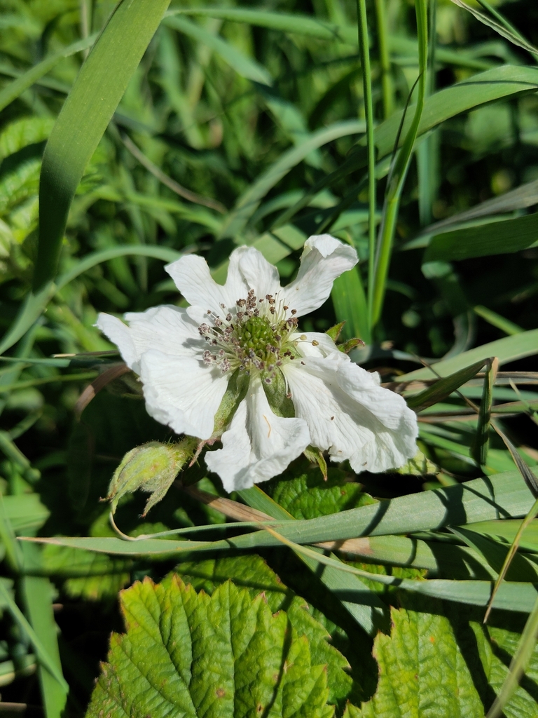 Hapalosphaeria