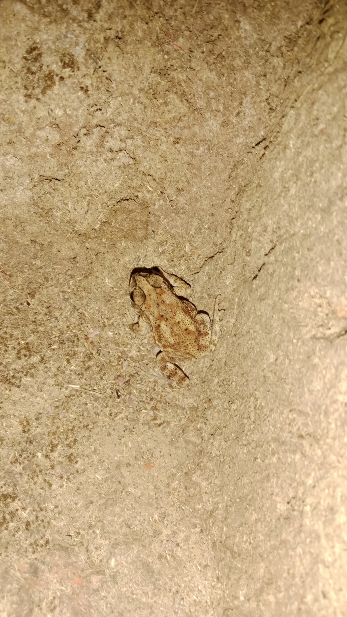 Indian Common True Toad