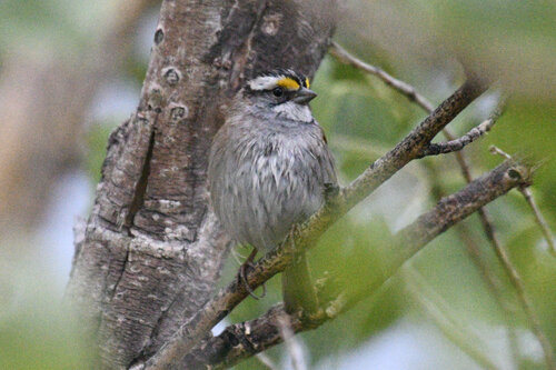 White-throated Sparrow photographed in Colorado