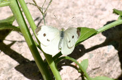 Pieris rapae