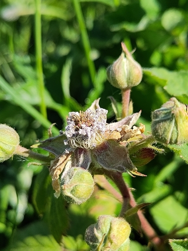 Hapalosphaeria deformans