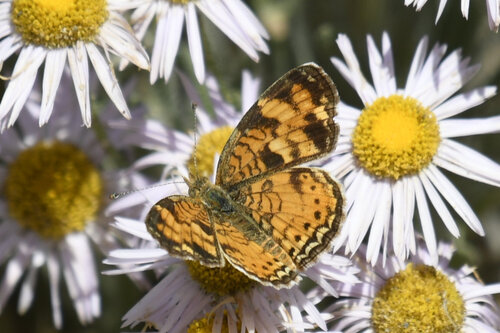 Pearl Crescent photographed in Colorado